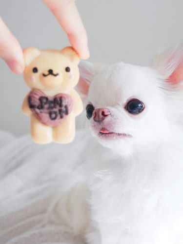 Dogs' food Concierge
